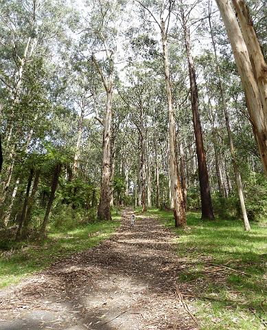 (5) Among the Mountain Ash trees.jpg